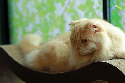 nekomanma_1134_edited-1