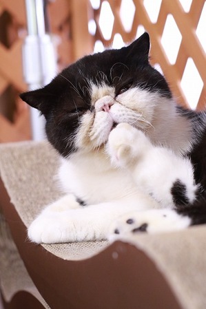 2026 04 05_nekomanma_4694
