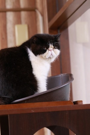2025 04 20_nekomanma_0782