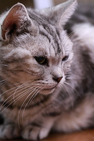 2023 04 30_nekomanma_8059