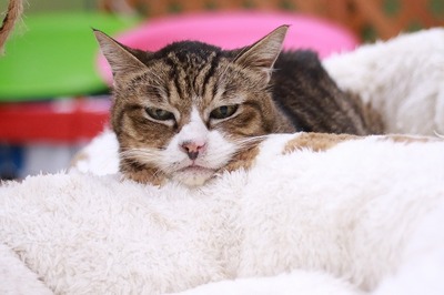 2024 08 11_nekomanma_6381