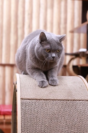 2025 01 04_nekomanma_9222