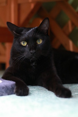 2023 04 30_nekomanma_8190