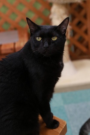 2025 09 07_nekomanma_2529