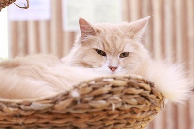 2025 01 19_nekomanma_9432