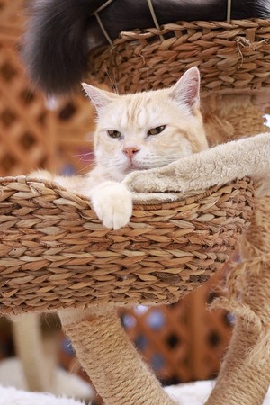 2023 11 26_nekomanma_2435