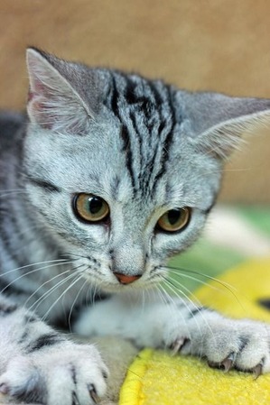 nekomanma_7924_edited-1