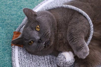 2026 06 21_nekomanma_5008
