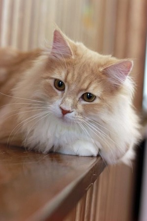 nekomanma_7115_edited-1
