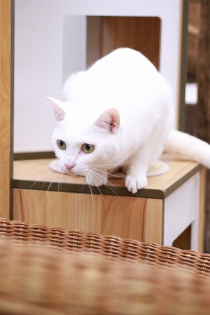 2024 06 16_nekomanma_5470