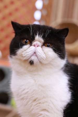 2025 08 24_nekomanma_2312