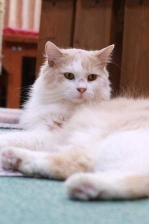 2026 03 29_nekomanma_4627
