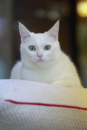 nekomanma_5564_edited-1