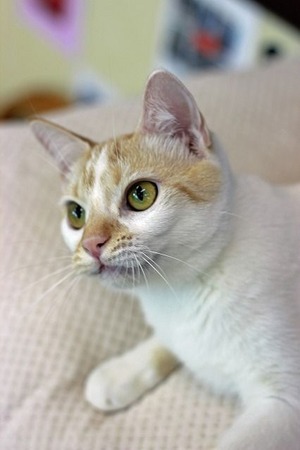 nekomanma_4472_edited-1