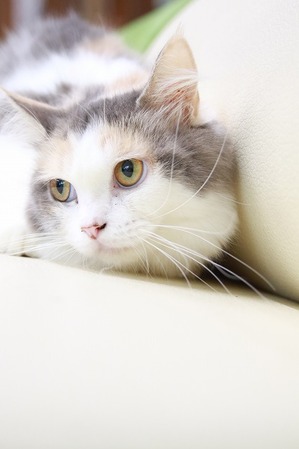 2025 11 02_nekomanma_3186