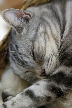 nekomanma_5523_edited-1