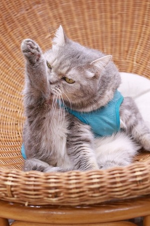 2025 04 13_nekomanma_0680