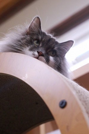 2025 08 17_nekomanma_2173