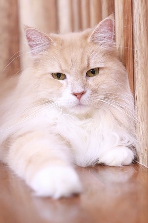 2022 09 04_nekomanma_3092