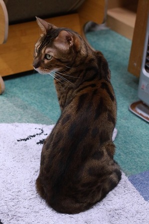 2025 12 07_nekomanma_3519