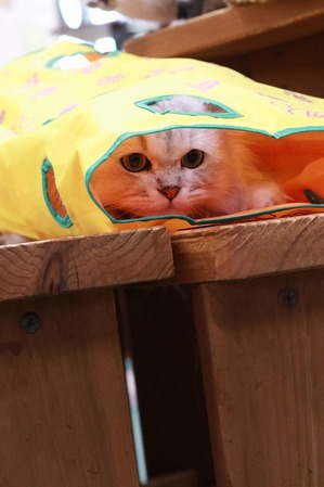 2025 11 26_nekomanma_3643