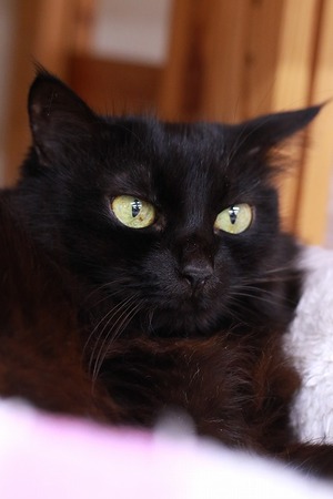 2023 05 07_nekomanma_8211