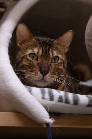 2024 01 03_nekomanma_2839