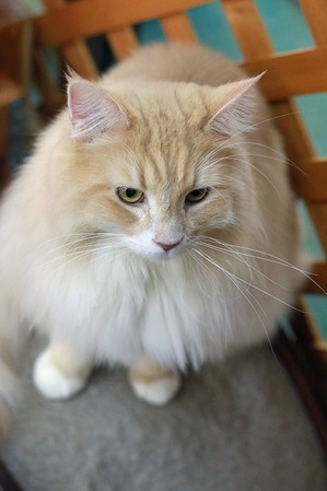 nekomanma_8646_edited-1