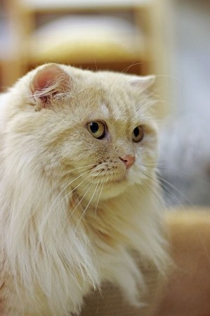 nekomanma_4961_edited-1