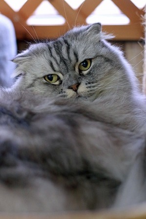 nekomanma_4362_edited-1