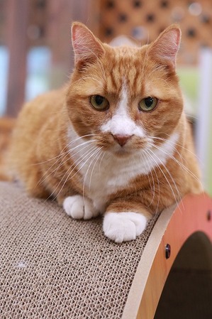 2025 01 04_nekomanma_9306