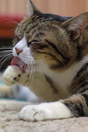 nekomanma_1596_edited-1