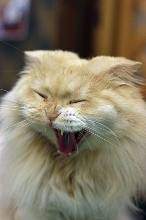 nekomanma_4634_edited-1