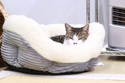 2025 04 13_nekomanma_0677