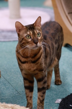 2025 04 20_nekomanma_0780