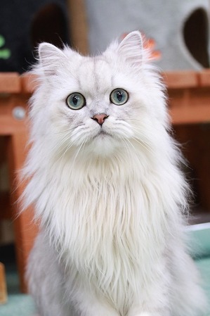 2026 05 24_nekomanma_4761