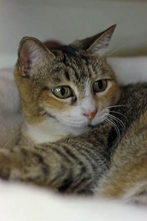 nekomanma_4887_edited-1