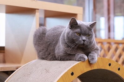 2025 01 05_nekomanma_9323