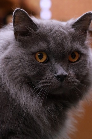 2023 02 05_nekomanma_6306