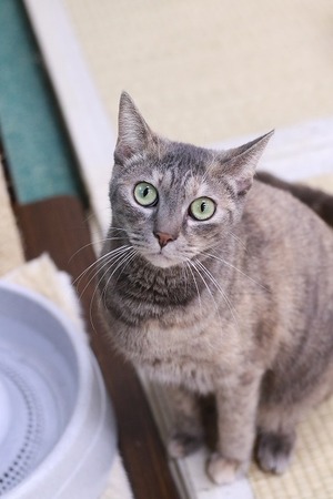 2023 05 07_nekomanma_8202