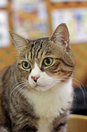 nekomanma_4561_edited-1