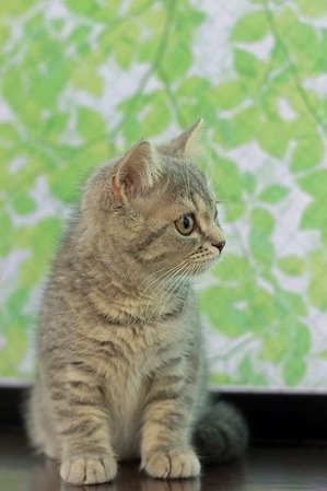 nekomanma_7437_edited-1