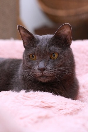 2023 01 03_nekomanma_5698