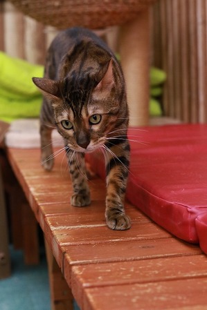 2025 04 13_nekomanma_0667