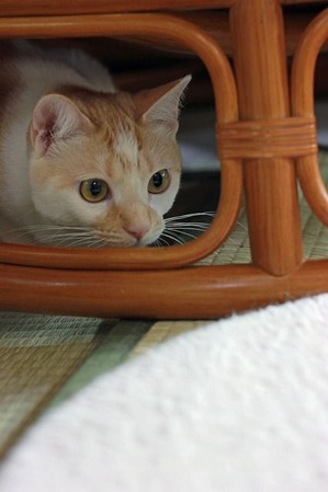 nekomanma_8263_edited-1