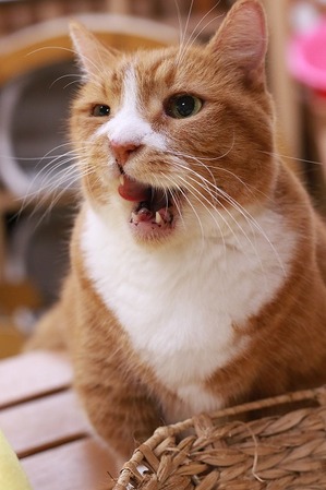 2025 09 07_nekomanma_2527