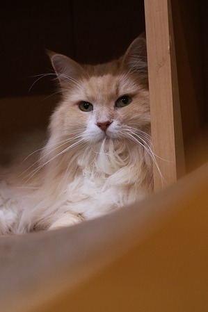 2025 09 21_nekomanma_2551