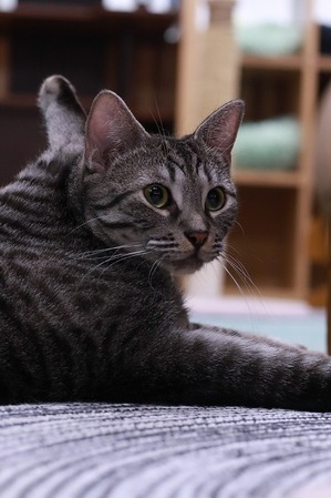 2025 09 28_nekomanma_2650