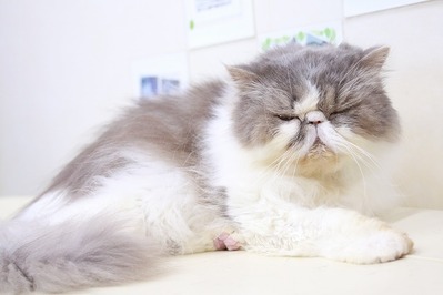 2026 05 24_nekomanma_4772