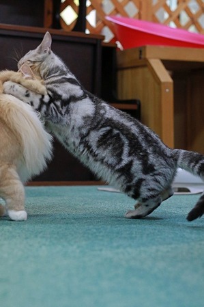nekomanma_4397_edited-1